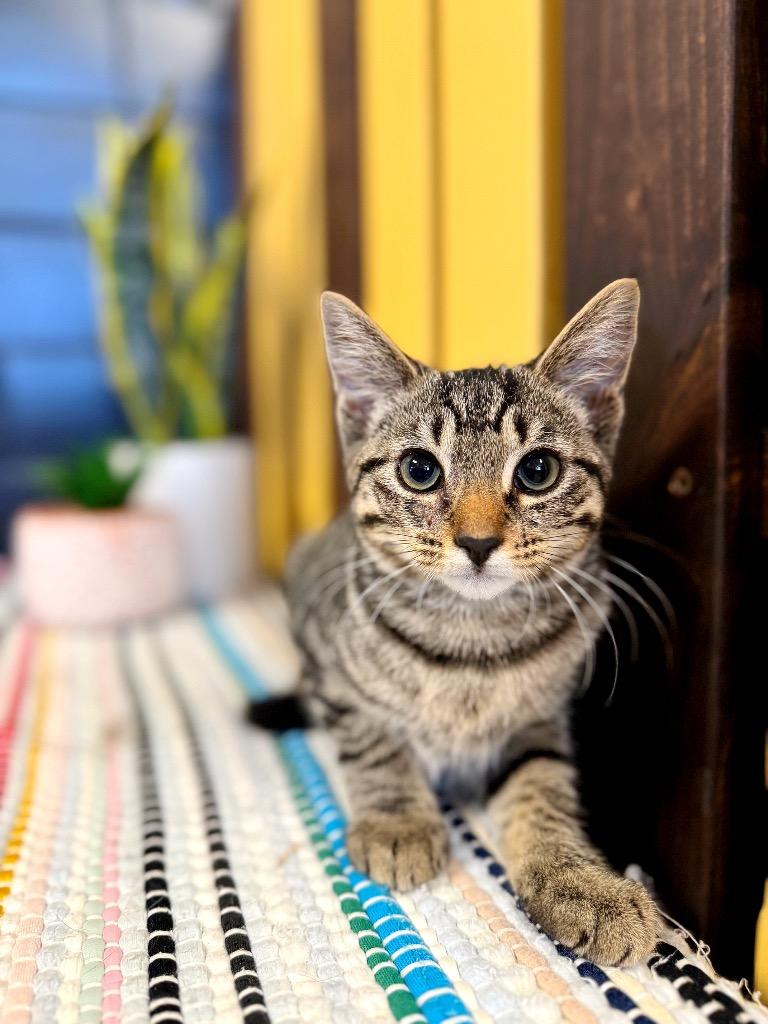 Teddy, a Adoptable mixed breed in Effingham, IL image 4/4