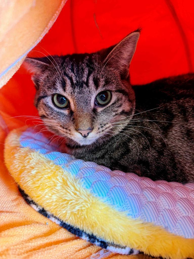 Enlarge Teddy, a Adoptable mixed breed in Effingham, IL image 3/5