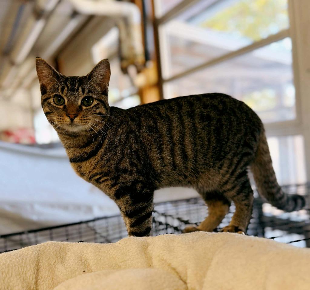 Enlarge Teddy, a Adoptable mixed breed in Effingham, IL image 4/5