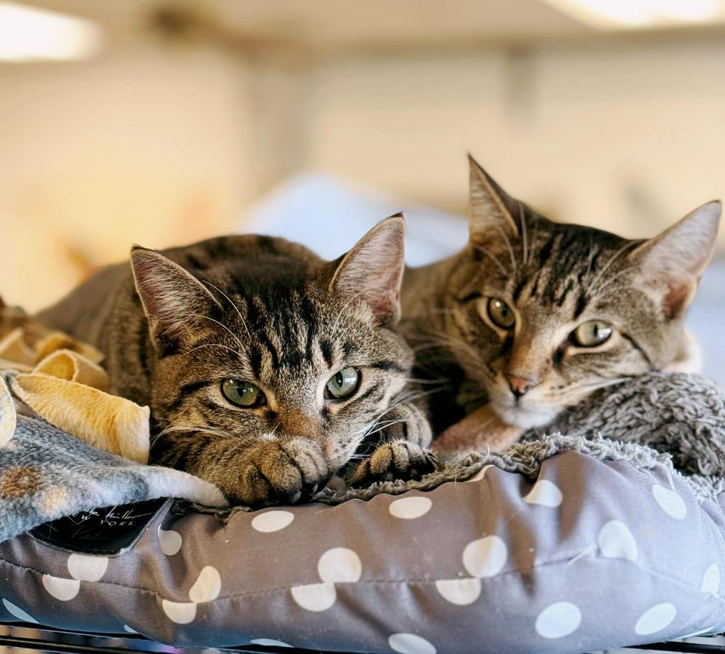 Enlarge Teddy, a Adoptable mixed breed in Effingham, IL image 5/5