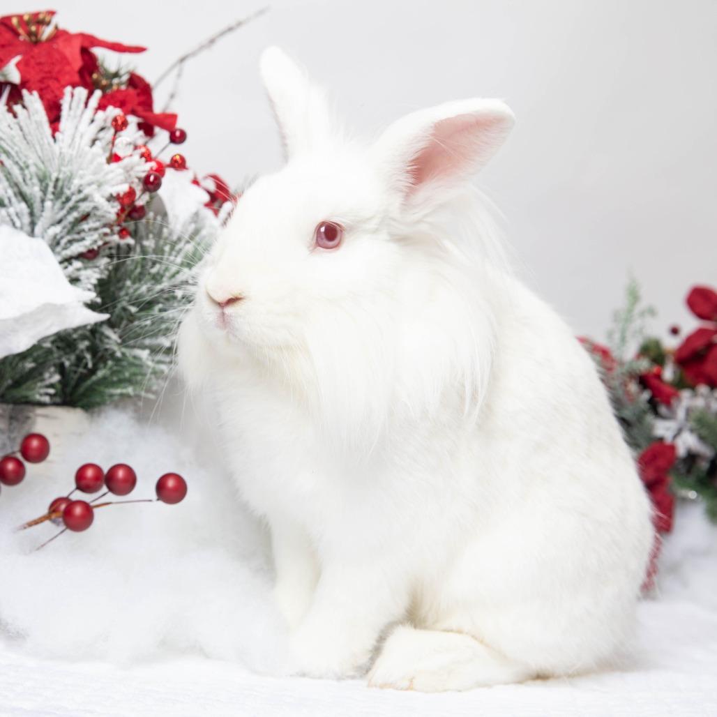 Zipper, Adoptable, Young Male Lionhead.