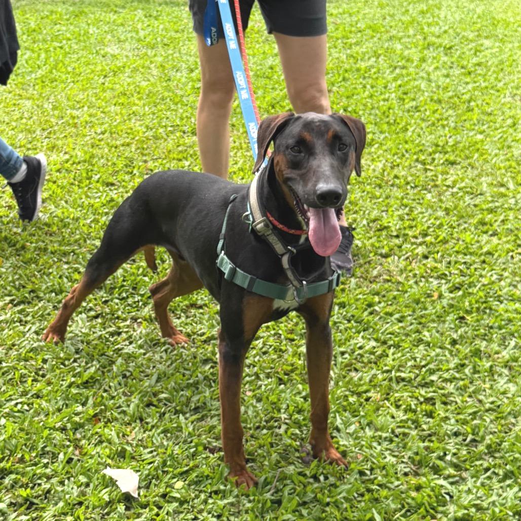 Roman, Adoptable, Young Male Mixed Breed & Doberman Pinscher.