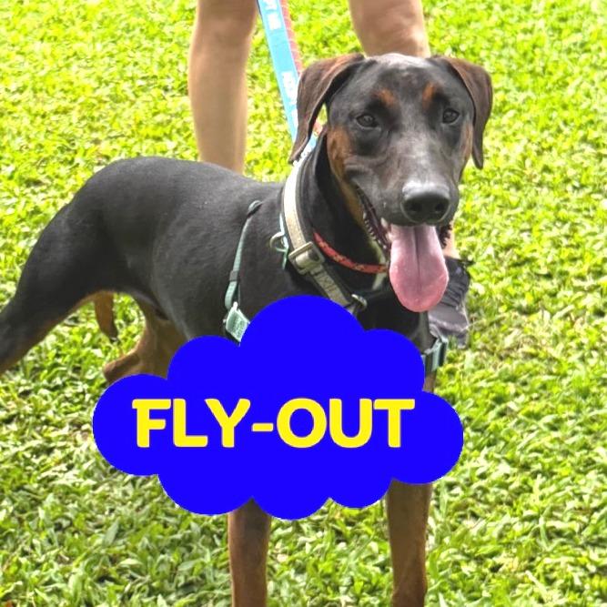 Enlarge Roman, a Adoptable mixed breed in Volcano, HI image 2/6