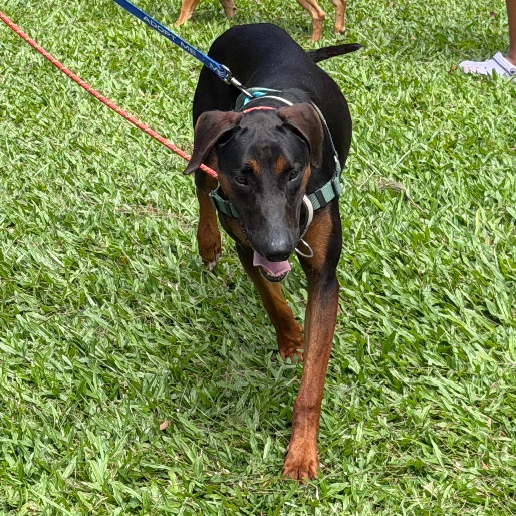 Enlarge Roman, a Adoptable mixed breed in Volcano, HI image 3/6