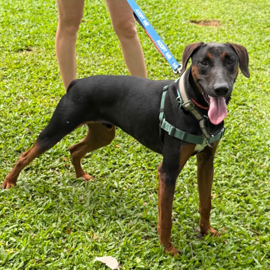Enlarge Roman, a Adoptable mixed breed in Volcano, HI image 4/6