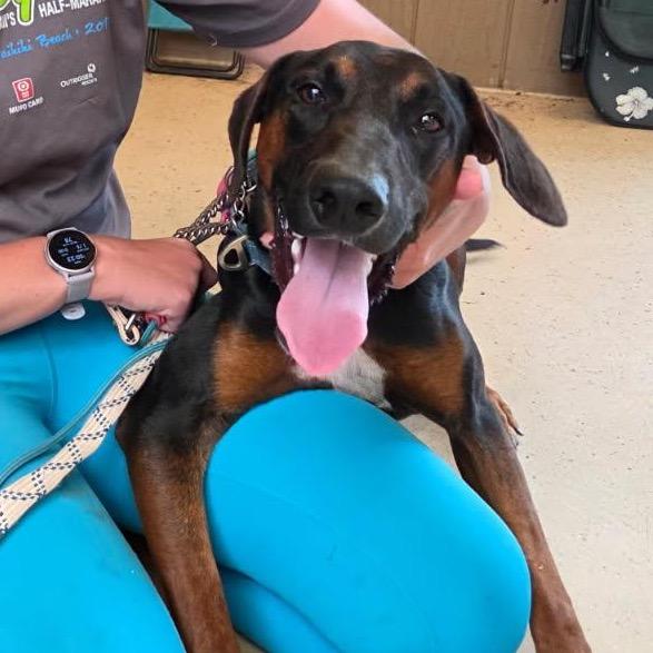 Enlarge Roman, a Adoptable mixed breed in Volcano, HI image 5/6