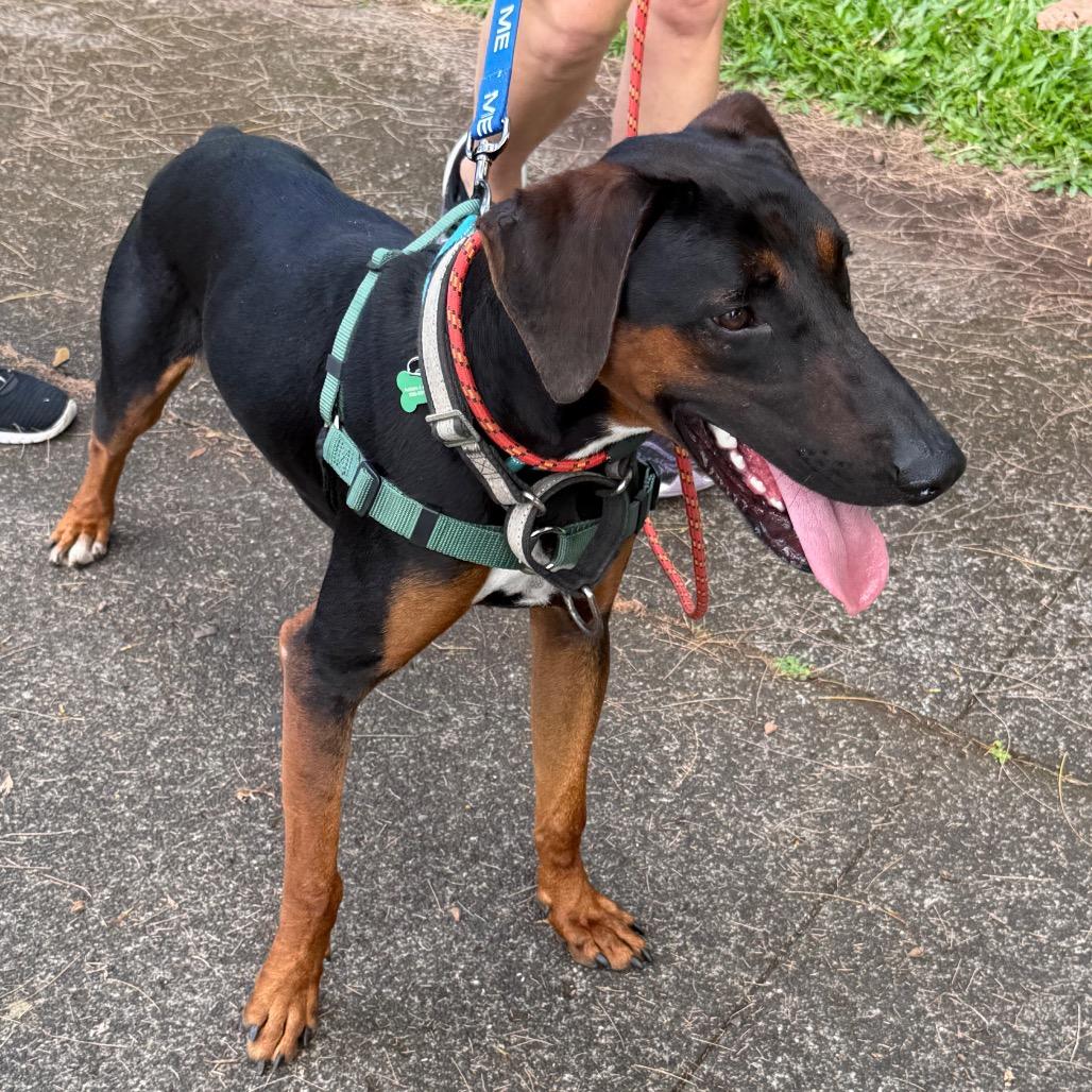 Enlarge Roman, a Adoptable mixed breed in Volcano, HI image 6/6