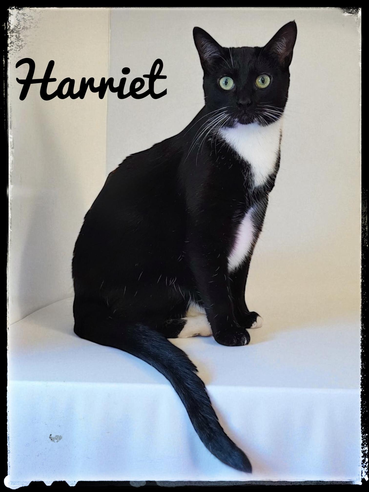 Harriet, Adoptable, Adult Female Domestic Short Hair.
