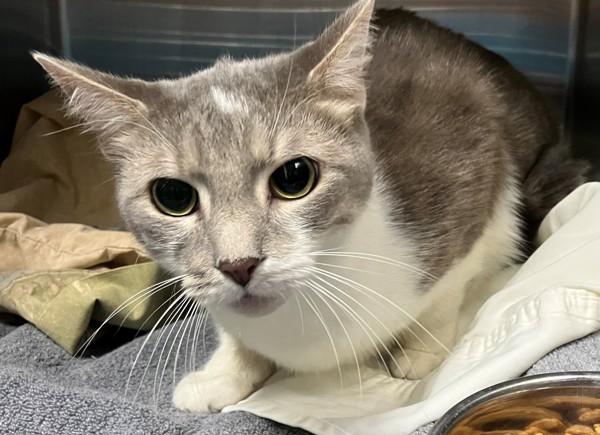 Broccoli, a Adoptable mixed breed in Staten Island, NY image 2/4