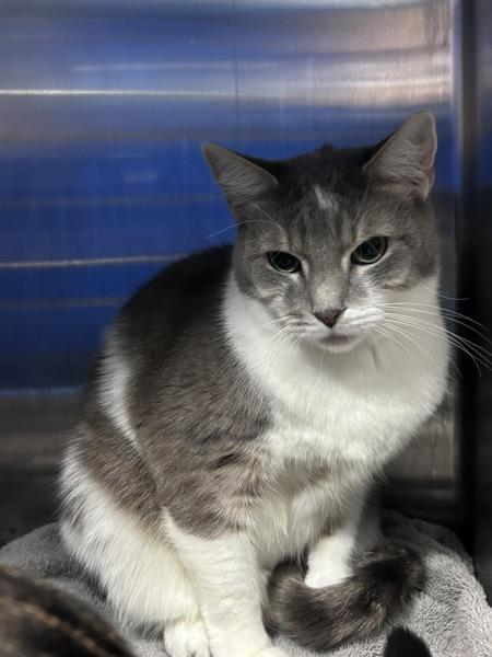 Broccoli, Adoptable, Adult Female Domestic Short Hair.