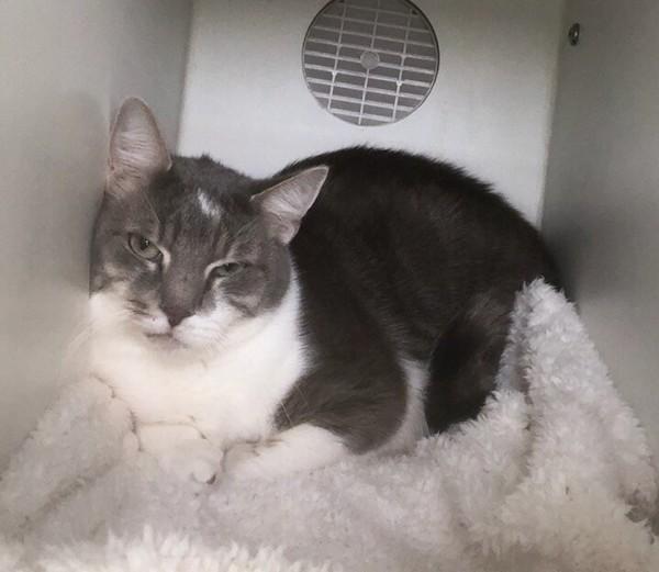 Broccoli, a Adoptable mixed breed in Staten Island, NY image 3/4