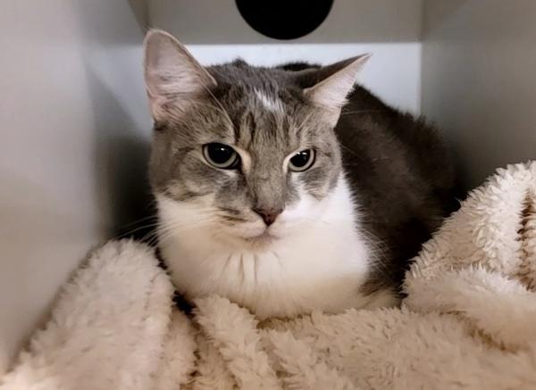 Broccoli, a Adoptable mixed breed in Staten Island, NY image 4/4