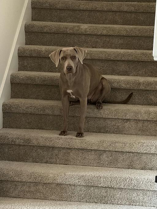 Jobe, Adoptable, Adult Female Weimaraner.