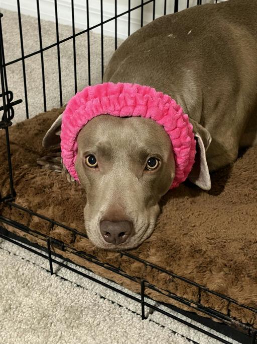 Enlarge Jobe, a Adoptable Weimaraner in Parrish, FL image 2/4