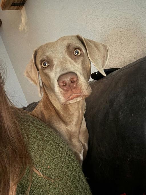 Enlarge Jobe, a Adoptable Weimaraner in Parrish, FL image 3/4