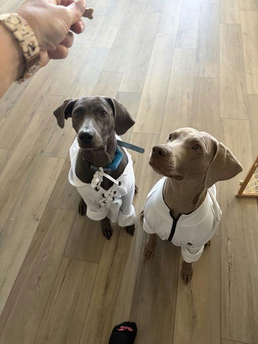 Enlarge Jobe, a Adoptable Weimaraner in Parrish, FL image 4/4