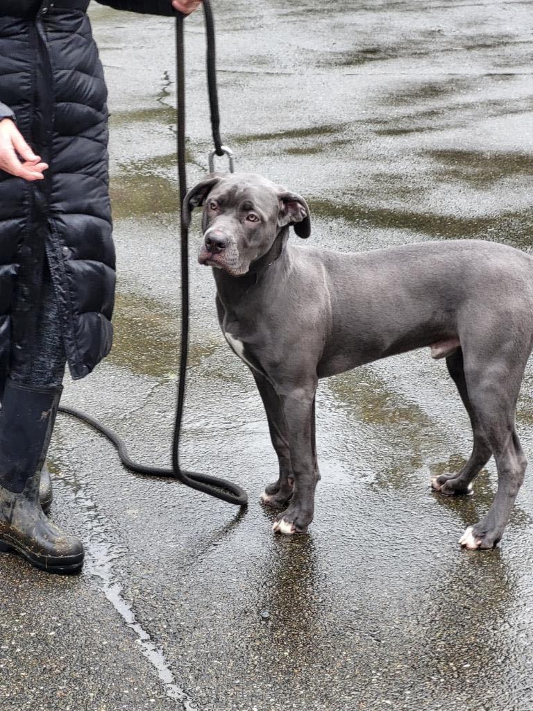 Enlarge Slate, a Adopted mixed breed in Bothell, WA image 1/4