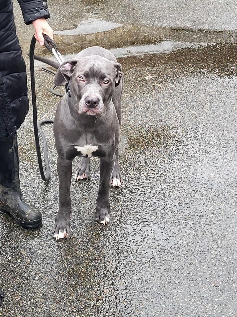 Enlarge Slate, a Adopted mixed breed in Bothell, WA image 3/4