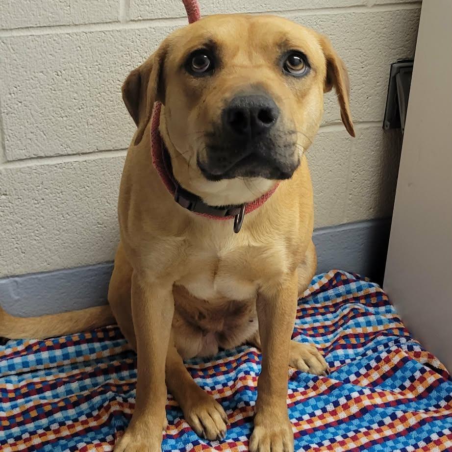 Emerald, Adoptable, Adult Female Pit Bull Terrier.