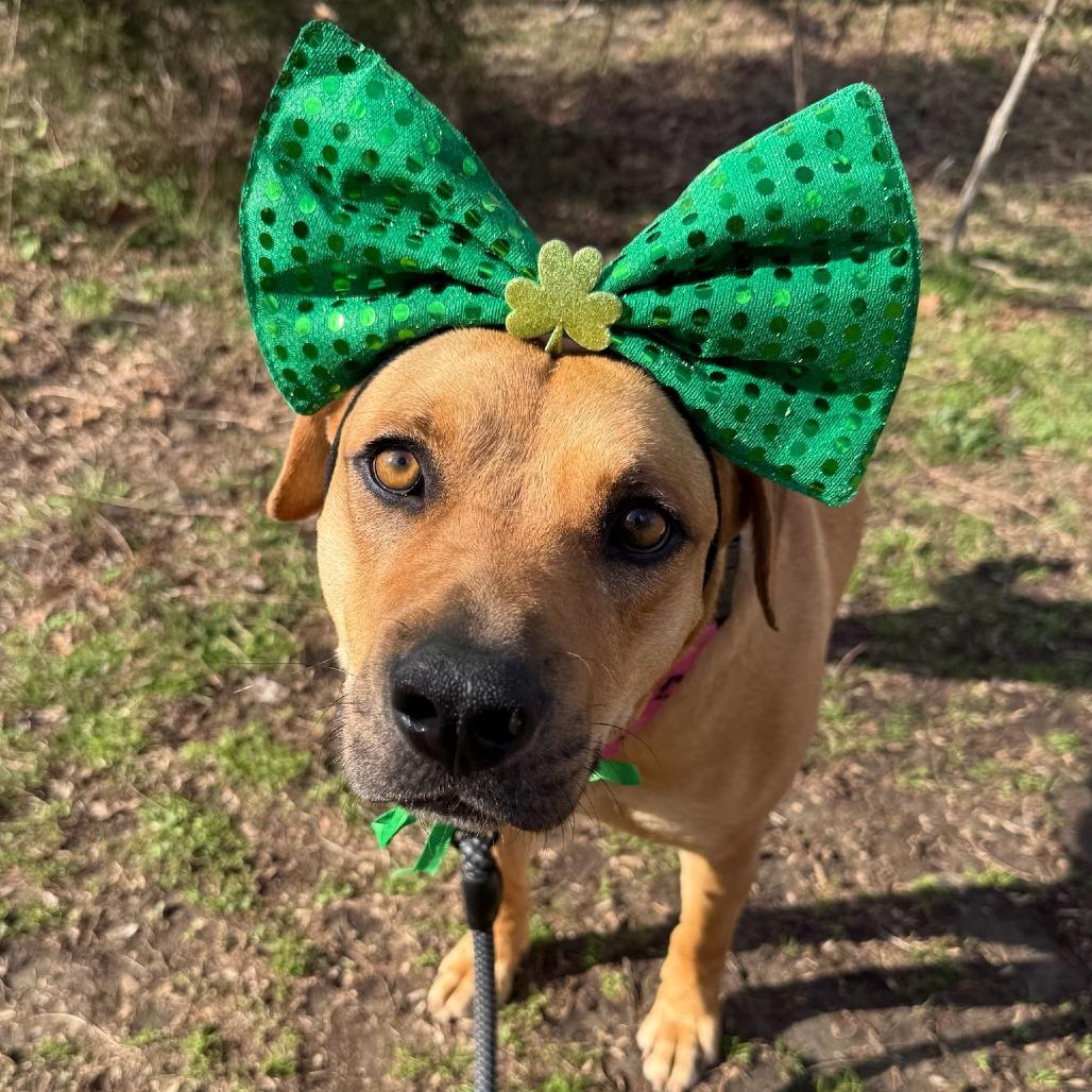 Emerald, Adoptable, Adult Female Pit Bull Terrier.