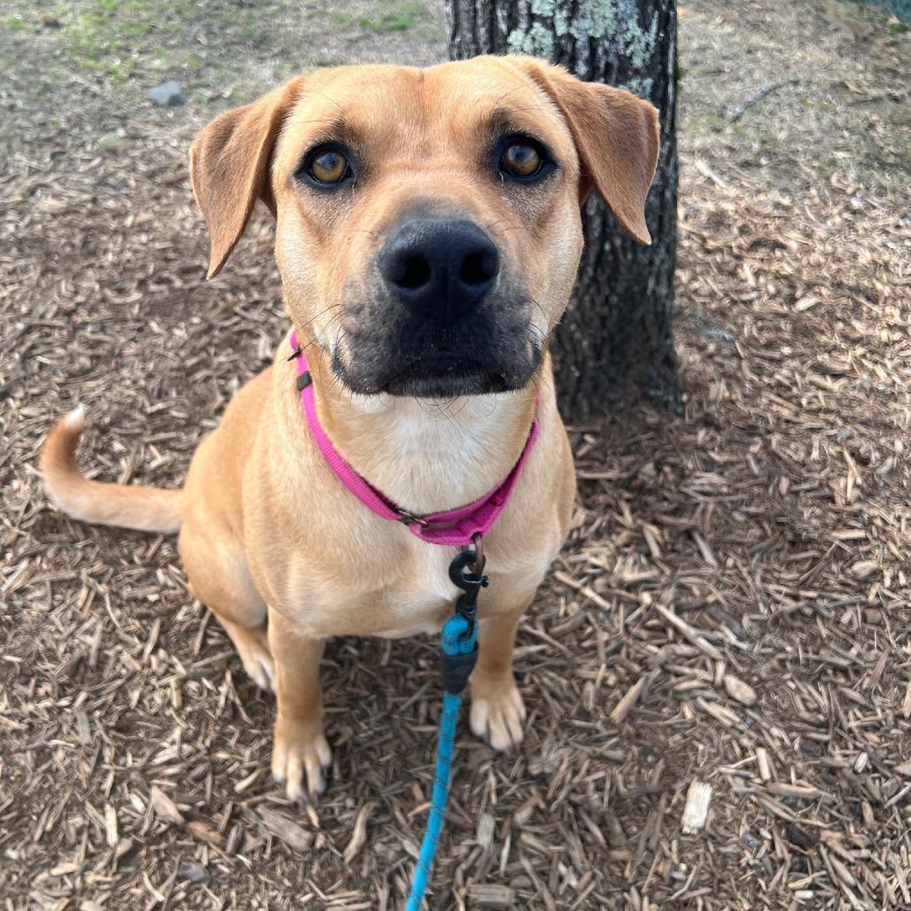 Enlarge Emerald, a Adoptable mixed breed in Concord, NC image 3/6