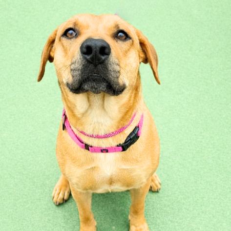 Enlarge Emerald, a Adoptable mixed breed in Concord, NC image 3/4