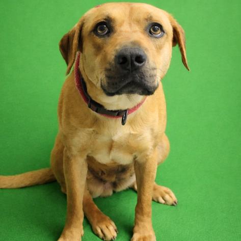Enlarge Emerald, a Adoptable mixed breed in Concord, NC image 4/4