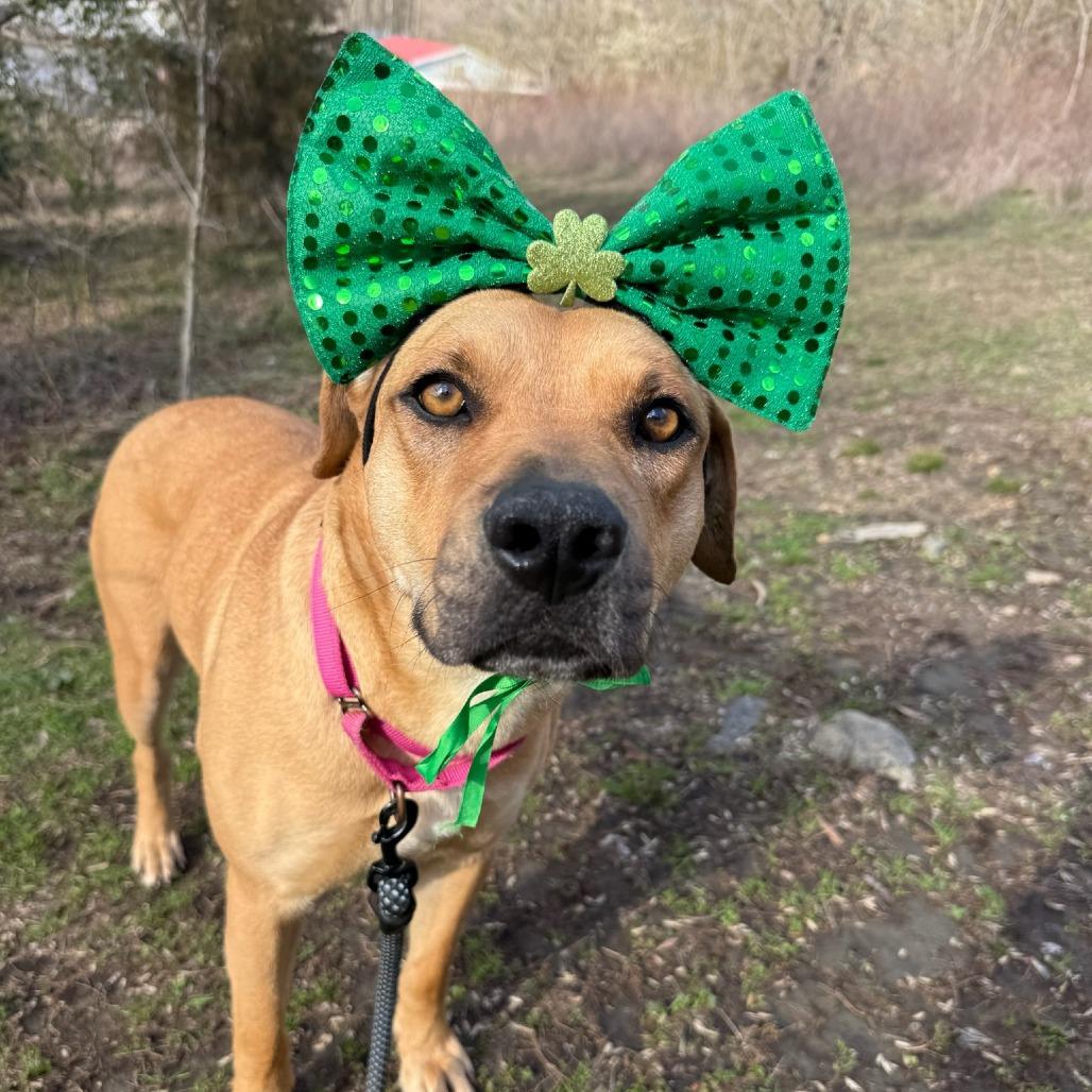 Enlarge Emerald, a Adoptable mixed breed in Concord, NC image 5/6