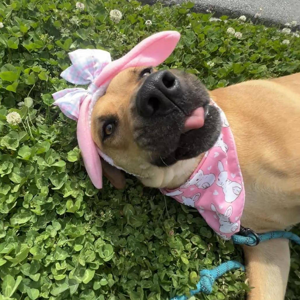 Enlarge Emerald, a Adoptable mixed breed in Concord, NC image 6/6