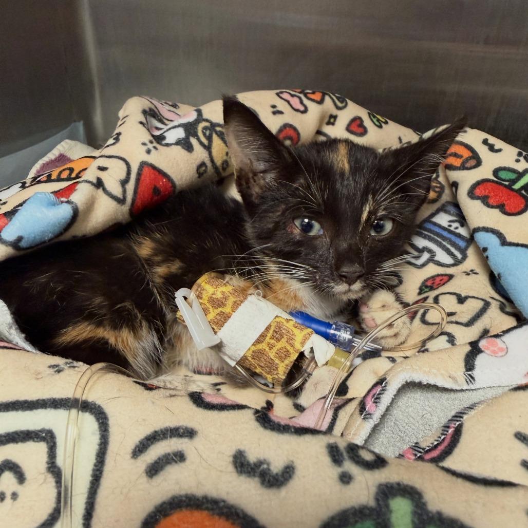 Enlarge Broomstick, a Adoptable Domestic Short Hair in North Charleston, SC image 1/3