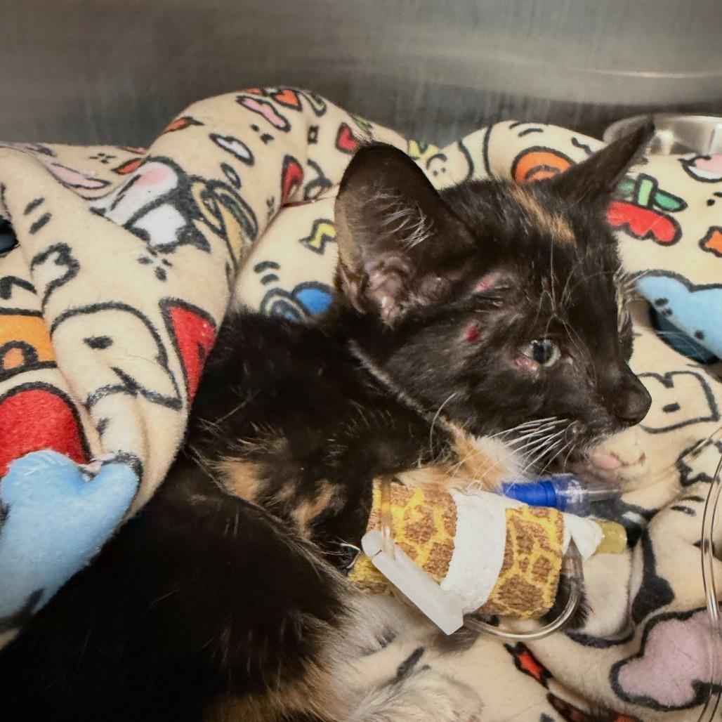 Enlarge Broomstick, a Adoptable Domestic Short Hair in North Charleston, SC image 2/3