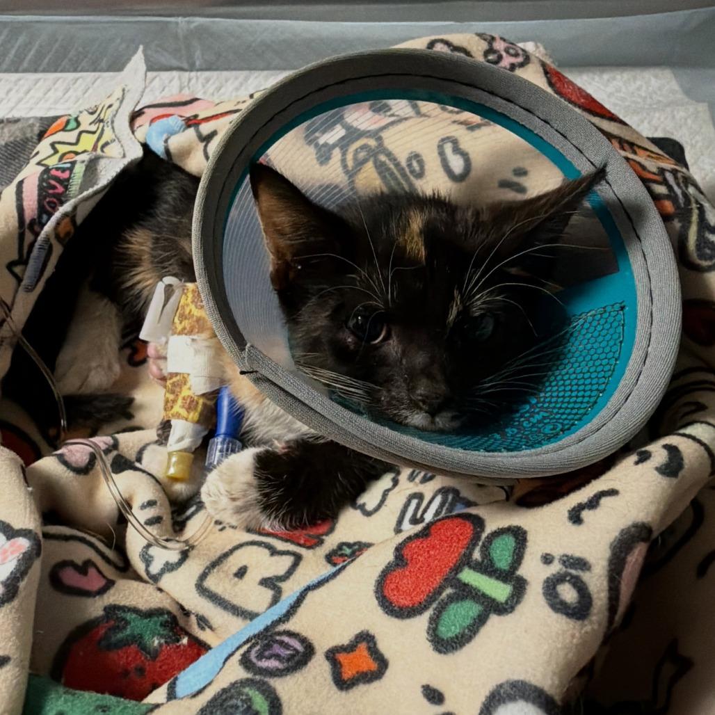 Enlarge Broomstick, a Adoptable Domestic Short Hair in North Charleston, SC image 3/3