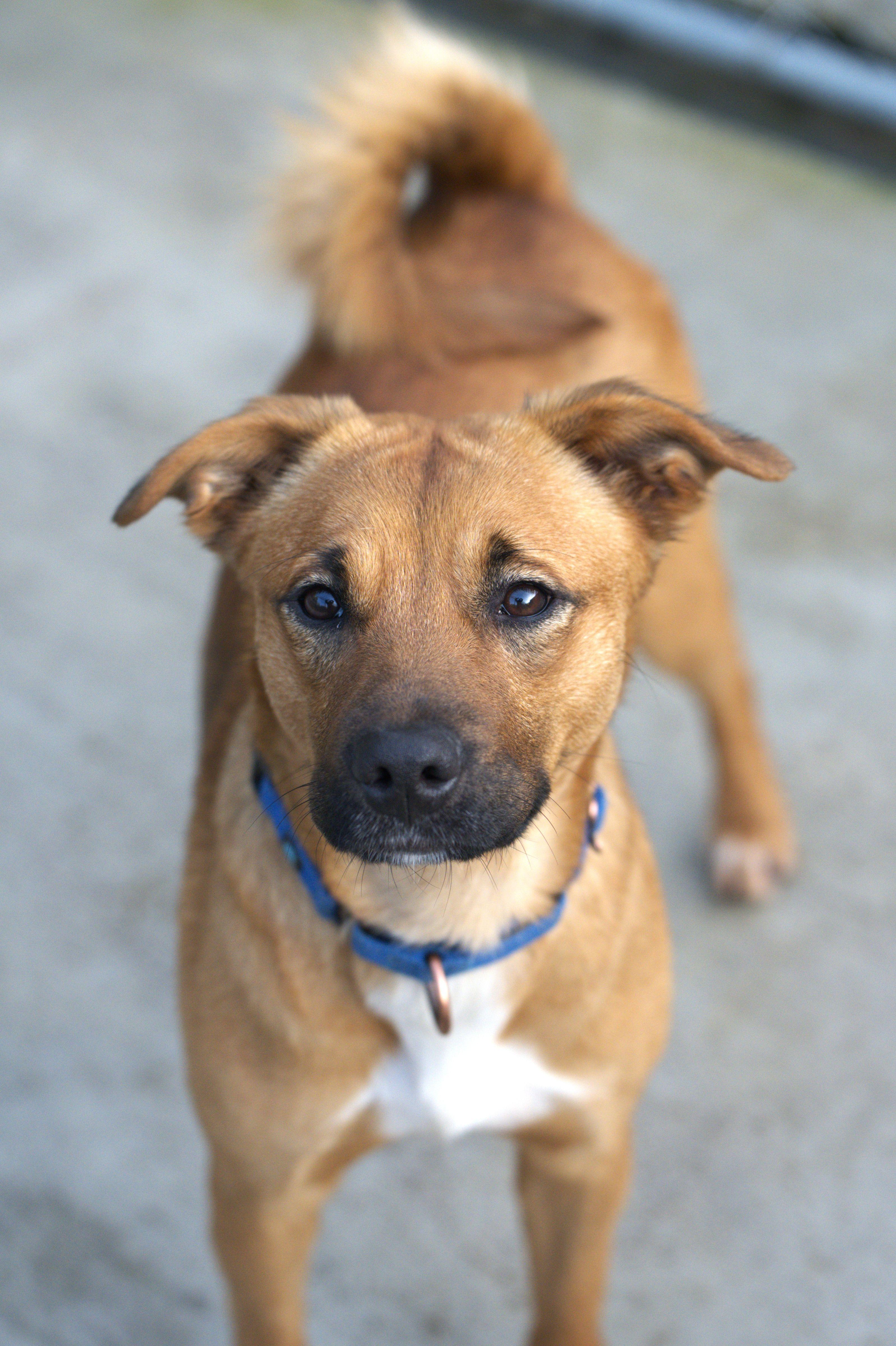 Enlarge Merry, a Adoptable mixed breed in Hoquiam, WA image 4/6