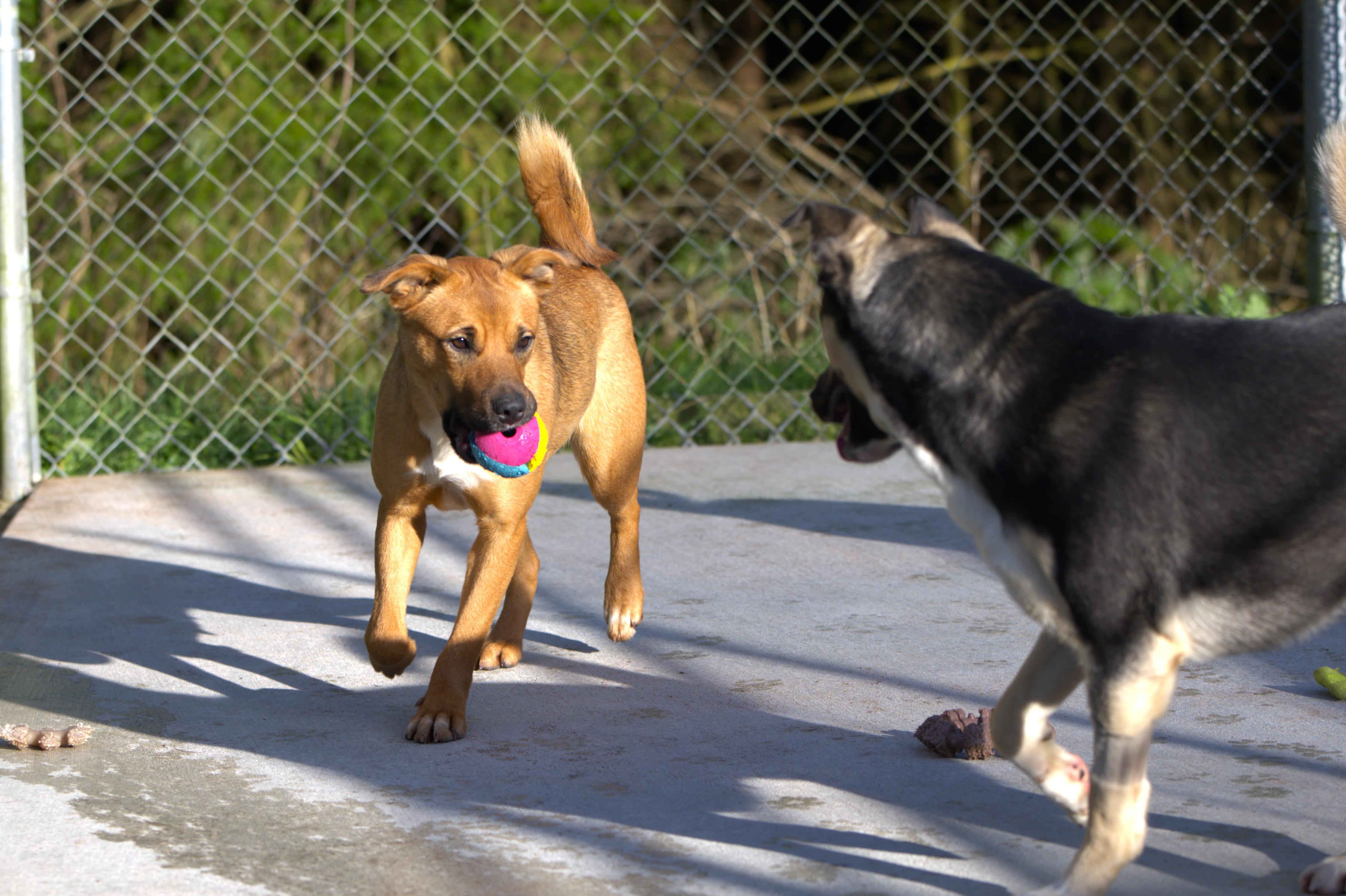 Enlarge Merry, a Adoptable mixed breed in Hoquiam, WA image 6/6