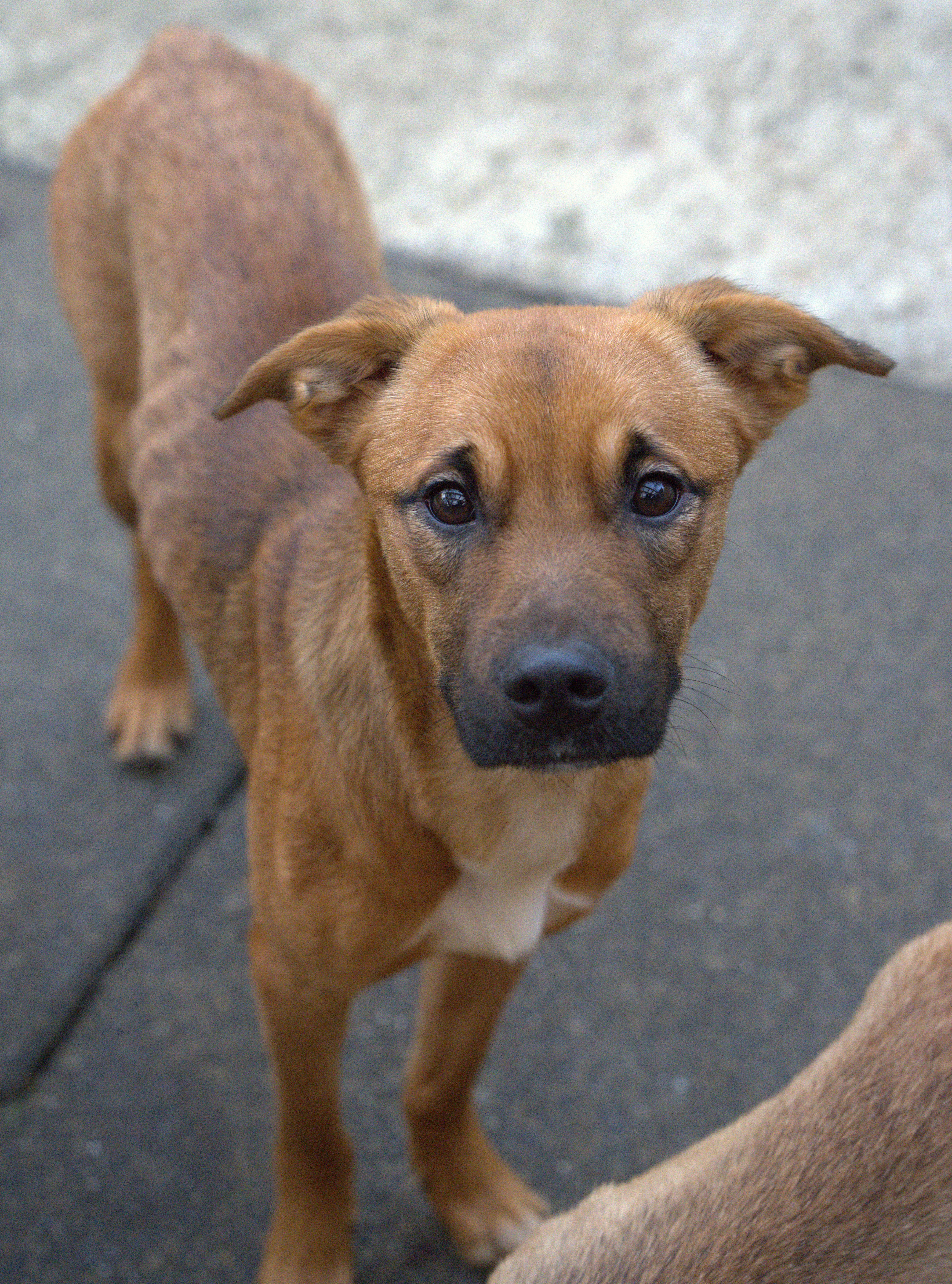 Merry, a Adoptable mixed breed in Hoquiam, WA image 2/6