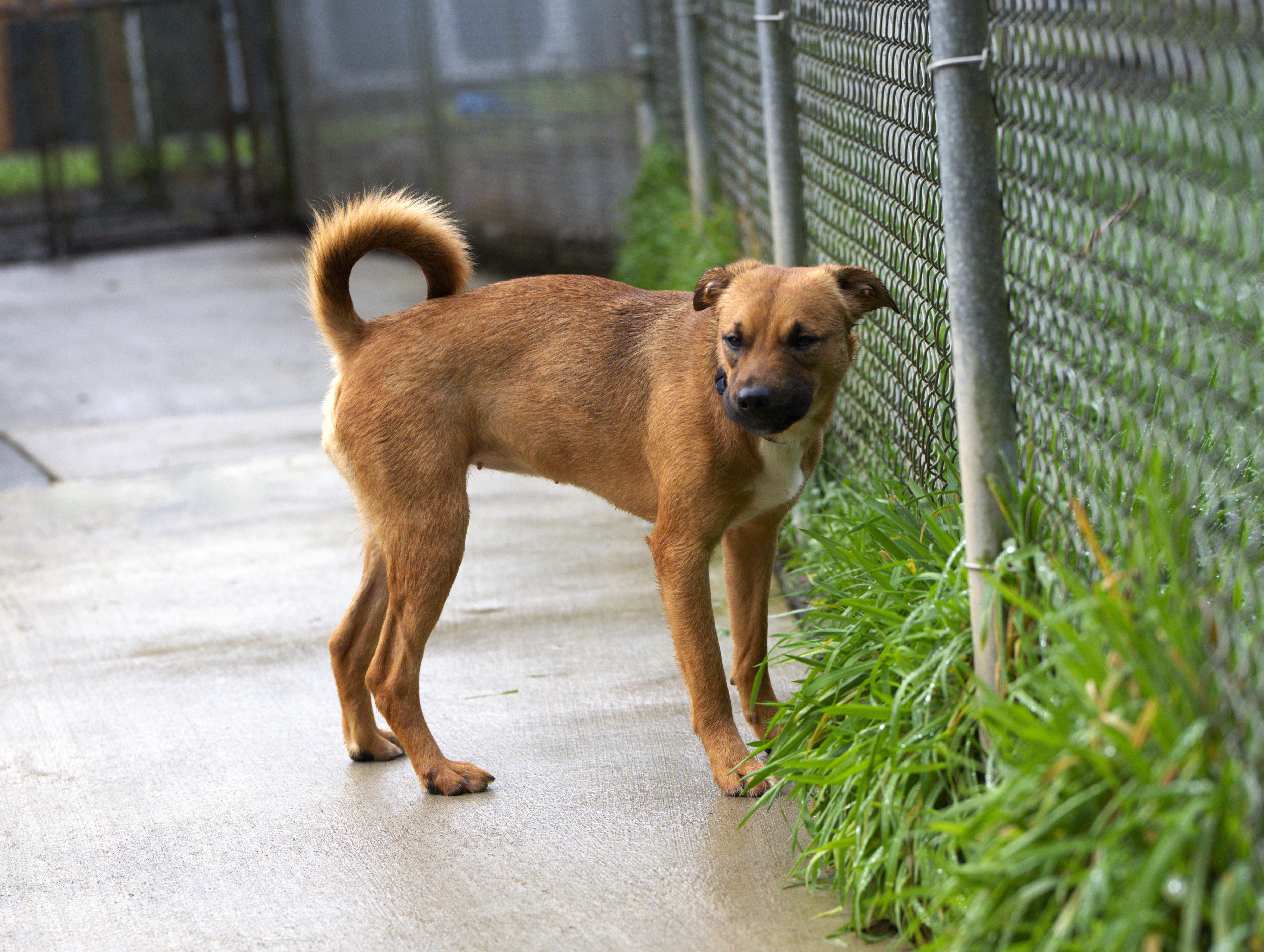 Merry, a Adoptable mixed breed in Hoquiam, WA image 3/6