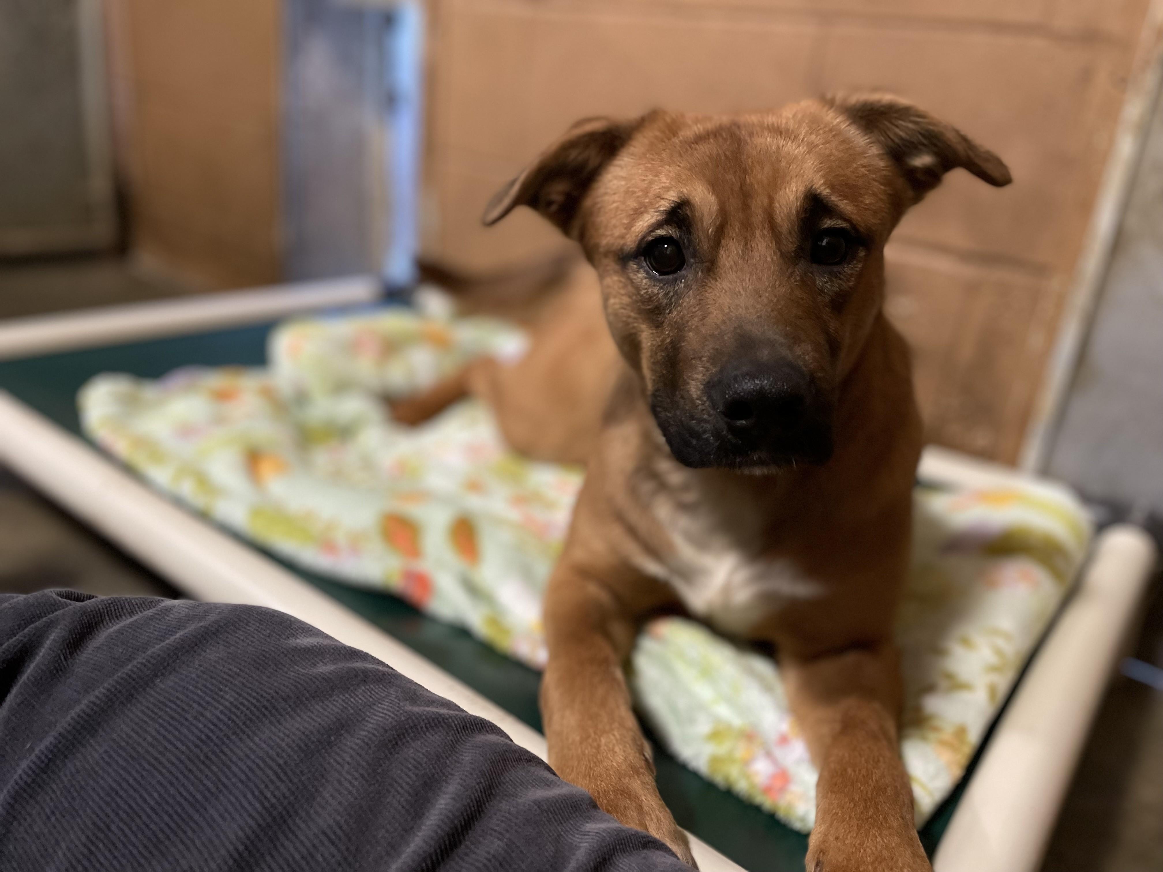 Merry, a Adoptable mixed breed in Hoquiam, WA image 6/6