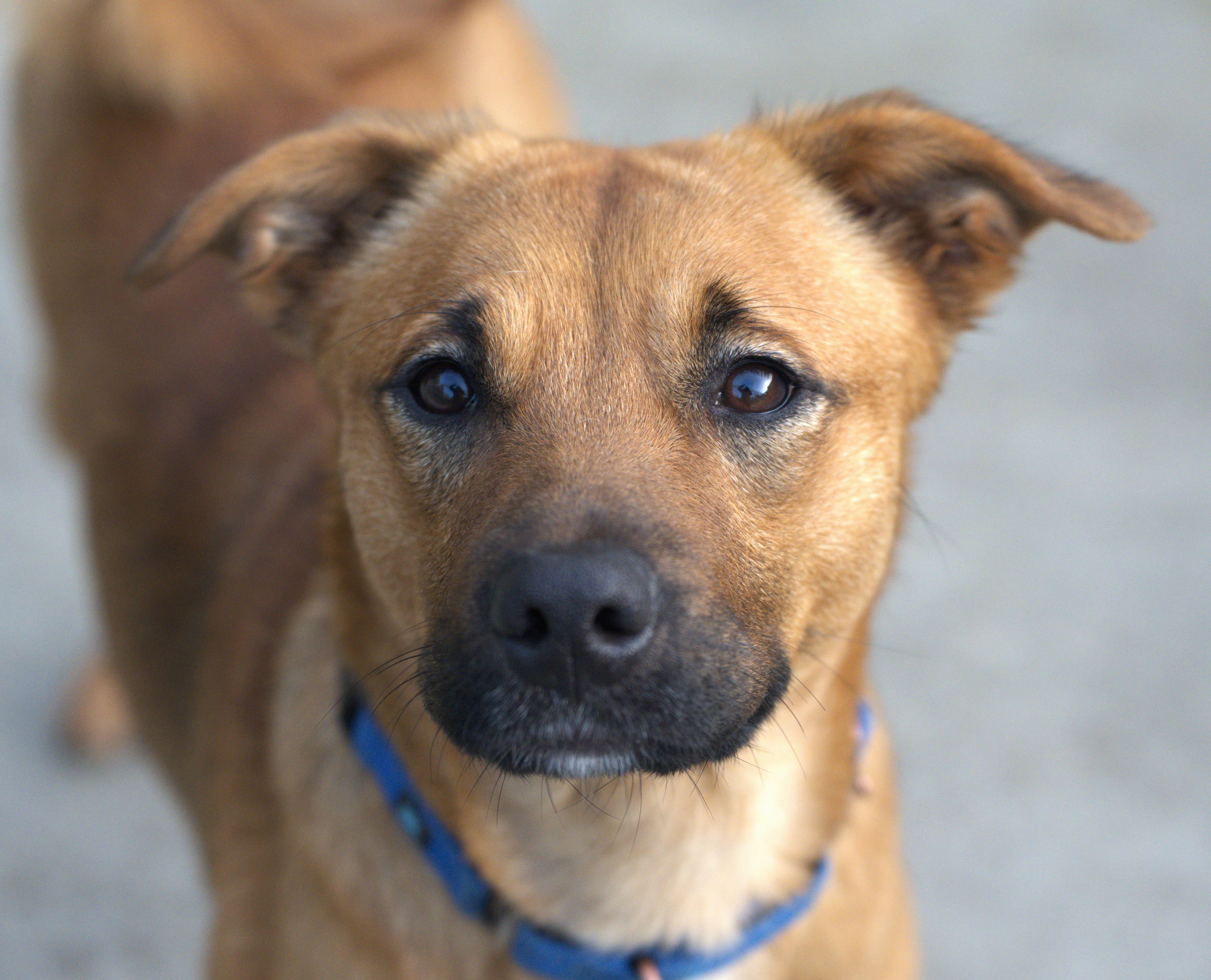 Enlarge Merry, a Adoptable mixed breed in Hoquiam, WA image 1/6