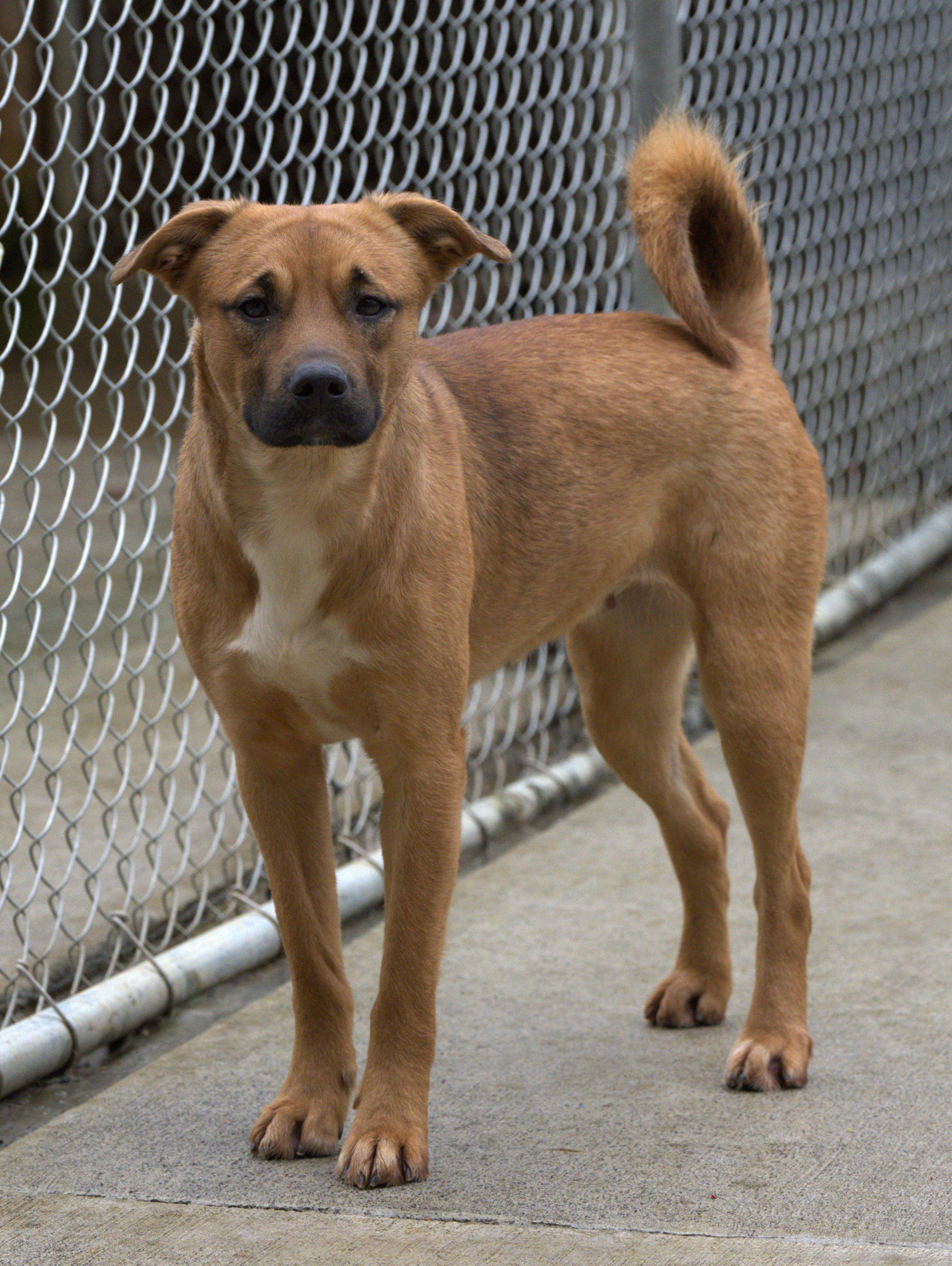 Merry, a Adoptable mixed breed in Hoquiam, WA image 4/6