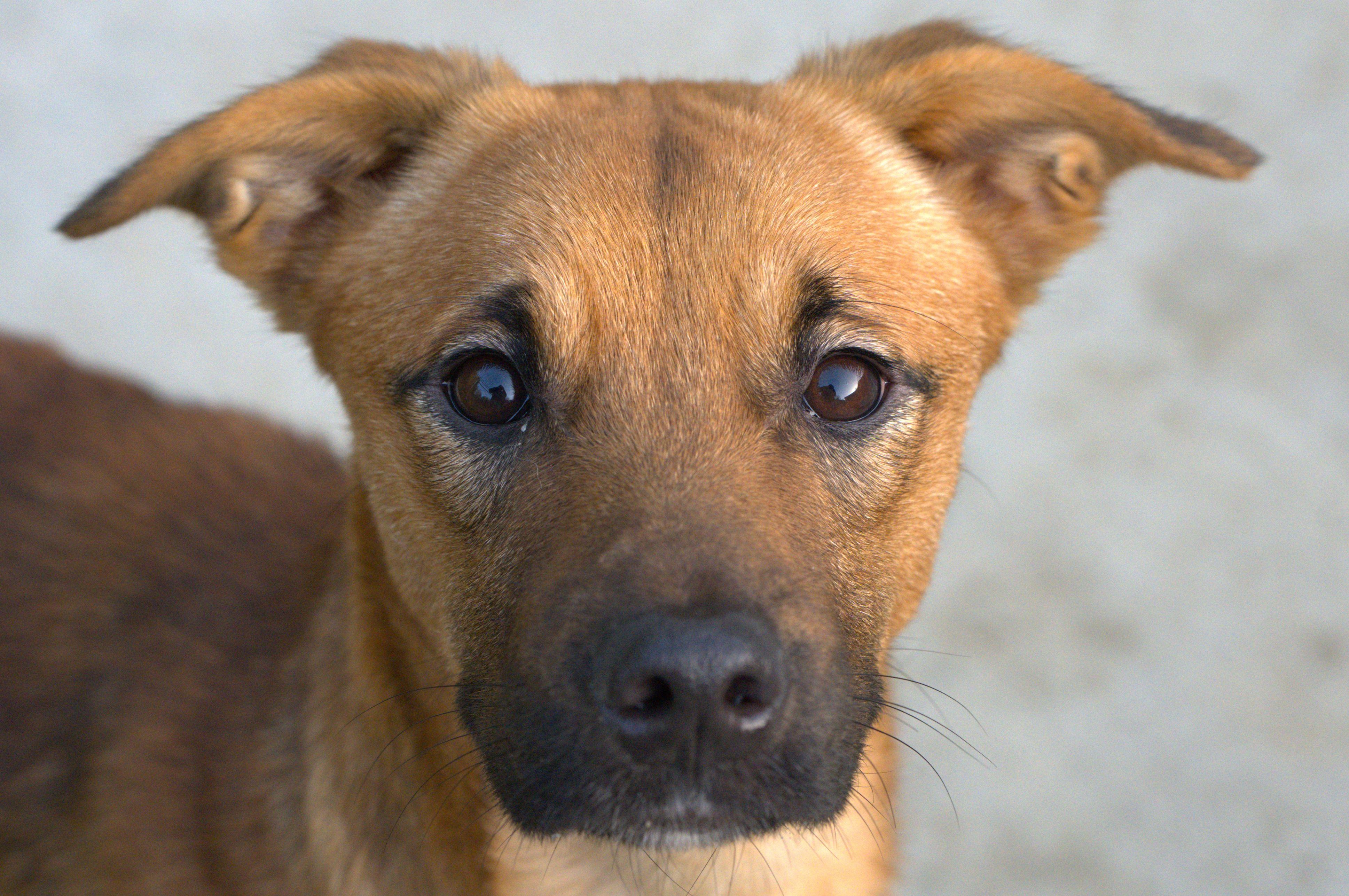 Merry, a Adoptable mixed breed in Hoquiam, WA image 1/6