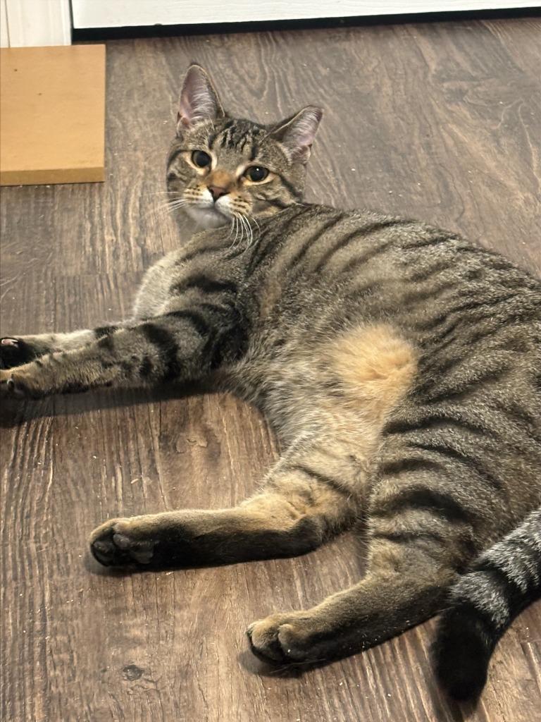 Riley, Adoptable, Young Female Domestic Short Hair.