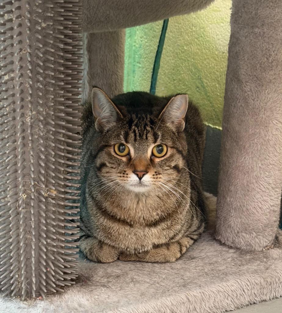 Enlarge Riley, a Adoptable mixed breed in Hyde Park, NY image 2/2