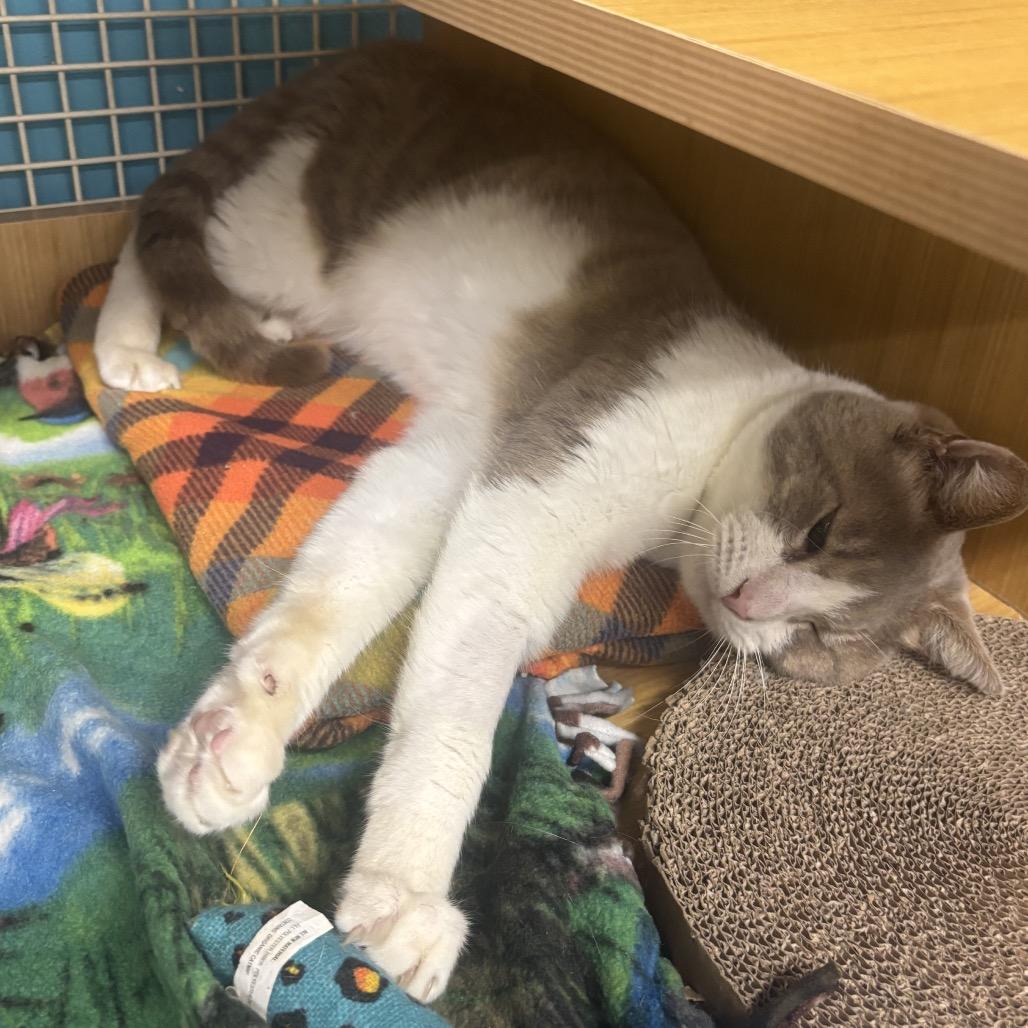 Nick, a Adoptable Domestic Short Hair in Morgan Hill, CA image 1/6