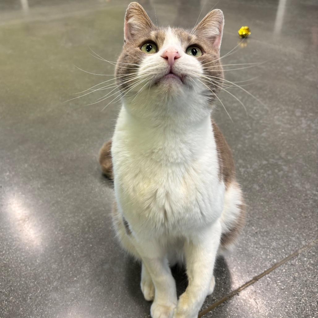 Nick, a Adoptable Domestic Short Hair in Morgan Hill, CA image 2/6