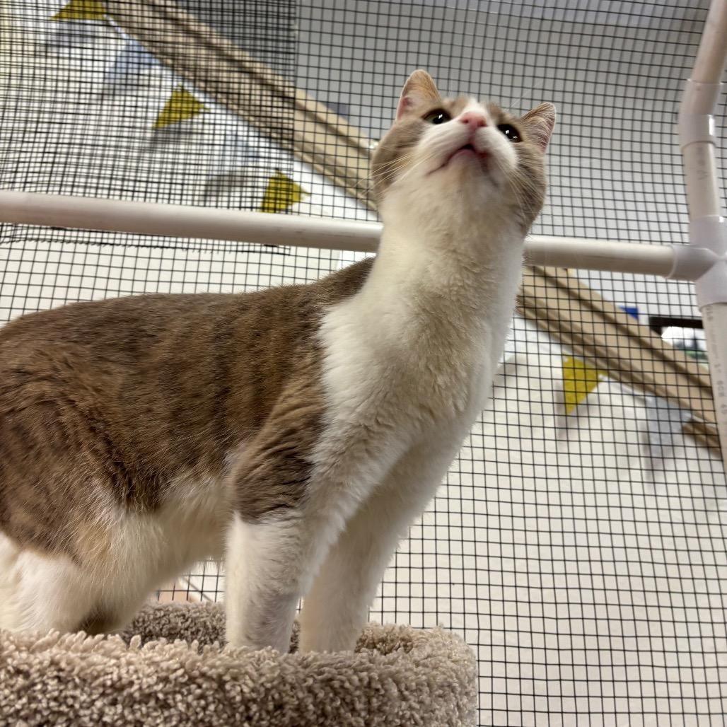 Nick, a Adoptable Domestic Short Hair in Morgan Hill, CA image 3/6