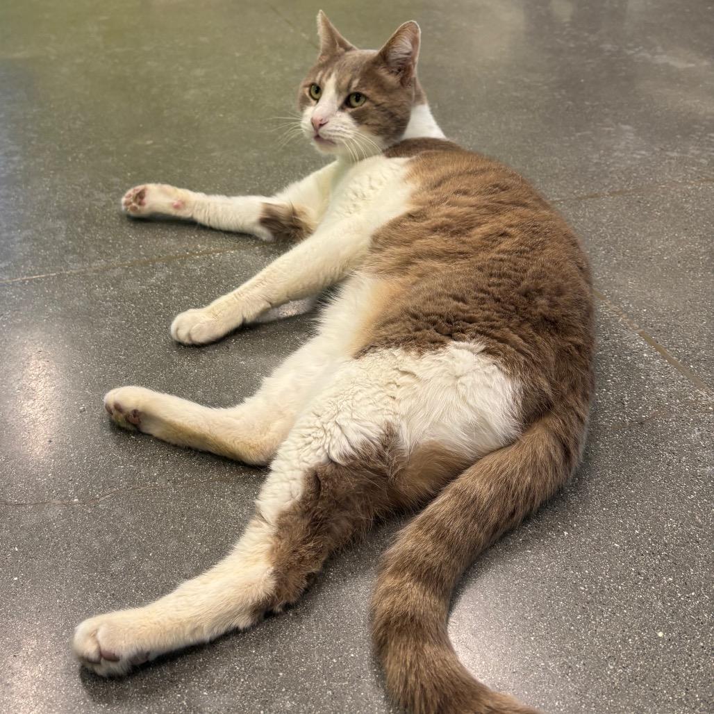 Nick, a Adoptable Domestic Short Hair in Morgan Hill, CA image 4/6