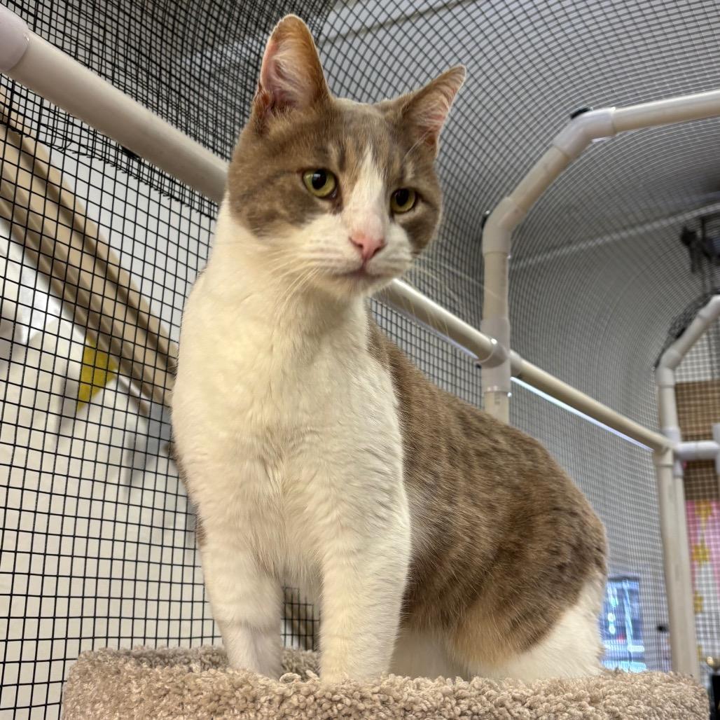 Nick, a Adoptable Domestic Short Hair in Morgan Hill, CA image 5/6