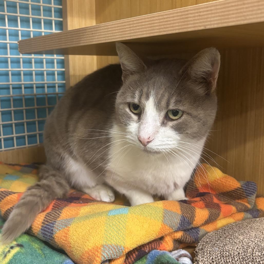 Nick, a Adoptable Domestic Short Hair in Morgan Hill, CA image 6/6