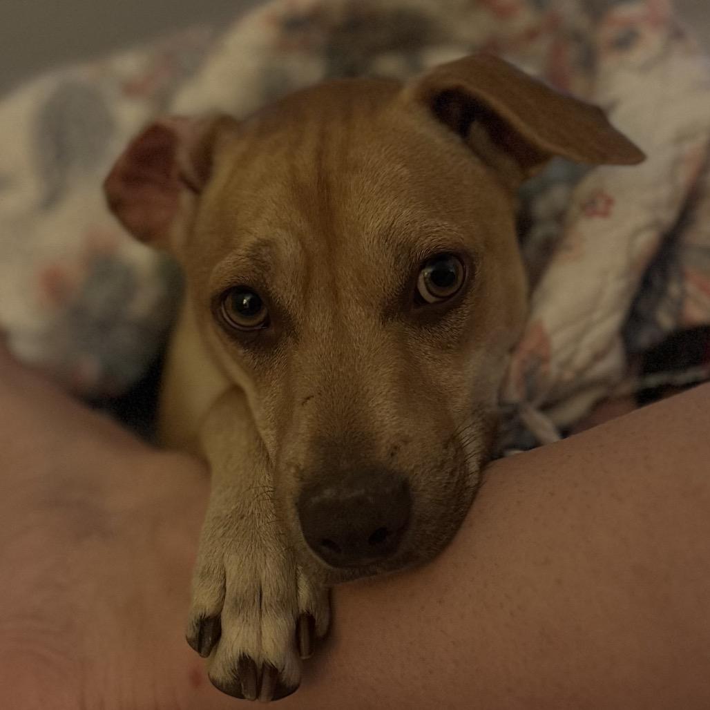 Enlarge Tripp, a Adoptable mixed breed in Brownsboro, AL image 1/6