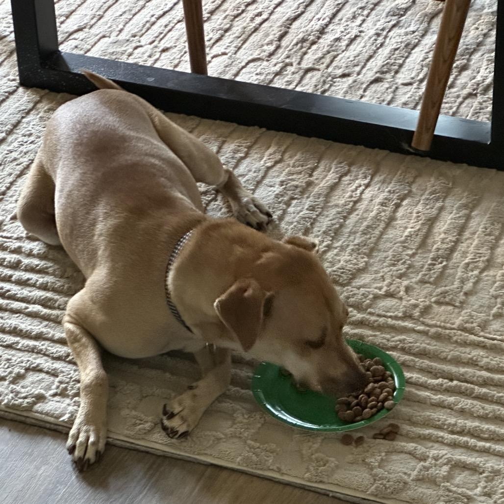 Enlarge Tripp, a Adoptable mixed breed in Brownsboro, AL image 2/6